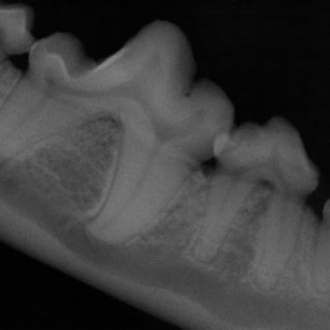 dental radiology, veterinary, dental