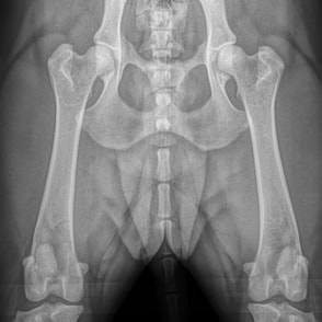 radiology, x-rays, veterinary